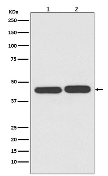 Anti-TIA1 Rabbit Monoclonal Antibody