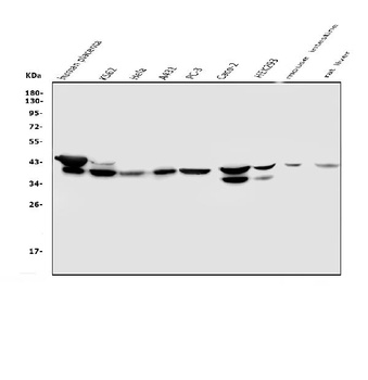 NMI Antibody (monoclonal, 2F3)