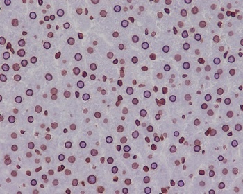 Anti-Lamin B1 LMNB1 Rabbit Monoclonal Antibody