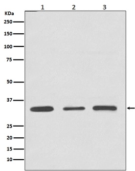 Anti-ATF5 Rabbit Monoclonal Antibody