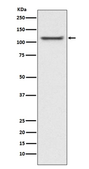 Anti-UBA1/Ube1 Rabbit Monoclonal Antibody