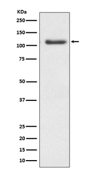 Anti-ERK5 Rabbit Monoclonal Antibody