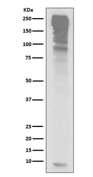 Anti-Ubiquitin UBB Rabbit Monoclonal Antibody