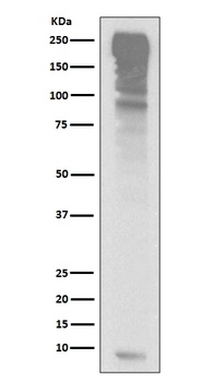 Ubiquitin UBB Rabbit Monoclonal Antibody