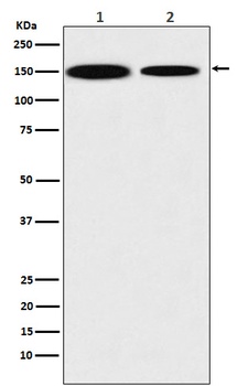 Anti-KDM4A Monoclonal Antibody