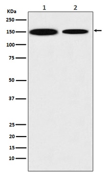 KDM4A Monoclonal Antibody