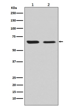 CRMP2 Rabbit Monoclonal Antibody