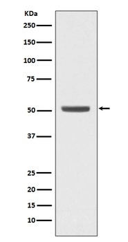 Anti-E2F2 Rabbit Monoclonal Antibody