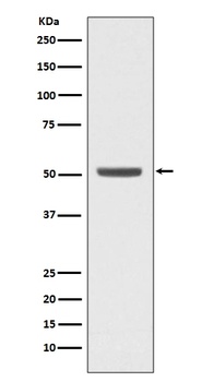 E2F2 Rabbit Monoclonal Antibody