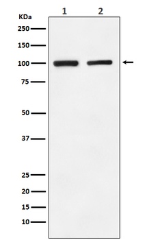 GluR2 Monoclonal Antibody