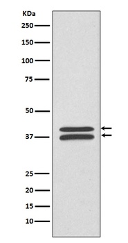 Anti-MEK3/MEK6 MAP2K3 Rabbit Monoclonal Antibody
