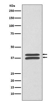 MEK3/MEK6 MAP2K3 Rabbit Monoclonal Antibody