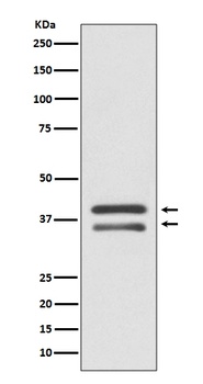 Anti-MEK3 MAP2K3 Rabbit Monoclonal Antibody