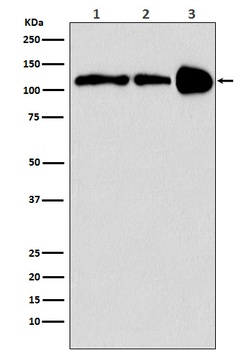 PGC1 beta PPARGC1B Monoclonal Antibody