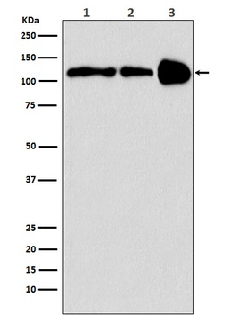Anti-PGC1 beta PPARGC1B Monoclonal Antibody