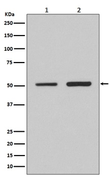 Anti-IRF2 Rabbit Monoclonal Antibody