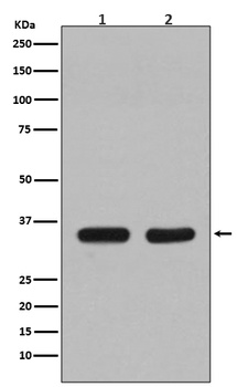 Anti-CDC34/Ubch3 Rabbit Monoclonal Antibody