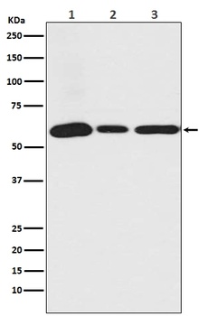 USP14 Rabbit Monoclonal Antibody