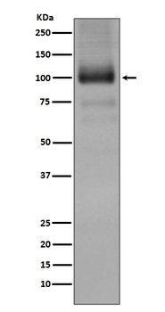 mGluR1 GRM1 Rabbit Monoclonal Antibody