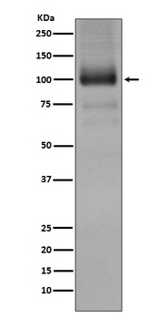 Anti-mGluR1 GRM1 Rabbit Monoclonal Antibody