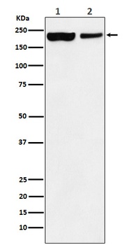 Anti-KDM5A Monoclonal Antibody