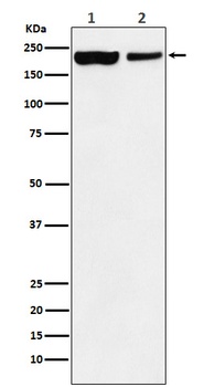 KDM5A Monoclonal Antibody