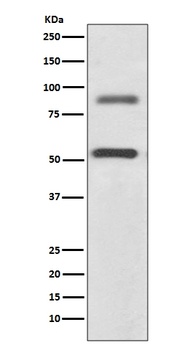 Anti-DCAMKL1 Rabbit Monoclonal Antibody