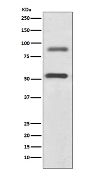 DCAMKL1 Rabbit Monoclonal Antibody