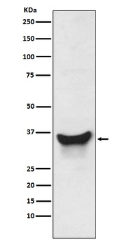 Anti-BNIP3L/Nix Rabbit Monoclonal Antibody