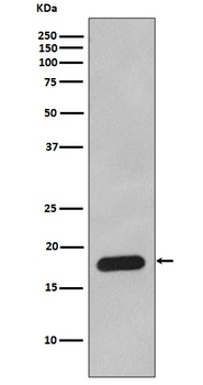 Cyclophilin B PPIB Rabbit Monoclonal Antibody