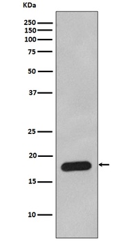 Anti-Cyclophilin B PPIB Rabbit Monoclonal Antibody