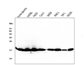 Cyclophilin B PPIB Antibody (monoclonal, 11C11)