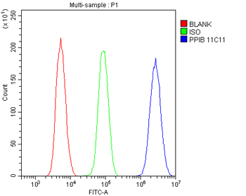 Anti-Cyclophilin B PPIB Antibody (monoclonal, 11C11)