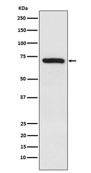 TRIM25 Monoclonal Antibody