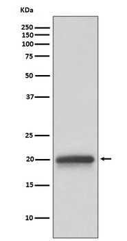 Claudin 5 CLDN5 Rabbit Monoclonal Antibody