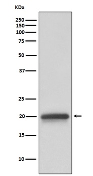 Anti-Claudin 5 CLDN5 Rabbit Monoclonal Antibody