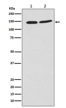 PHF8 Monoclonal Antibody