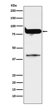Anti-PKC eta Rabbit Monoclonal Antibody