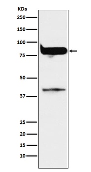 PKC eta Rabbit Monoclonal Antibody