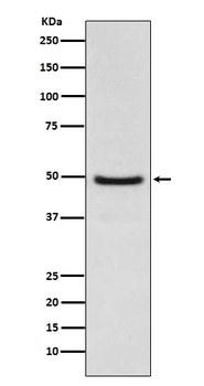 LXR alpha NR1H3 Rabbit Monoclonal Antibody