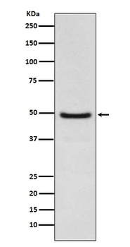 Anti-LXR alpha NR1H3 Rabbit Monoclonal Antibody