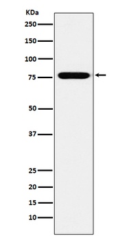 Anti-KIF3A Monoclonal Antibody
