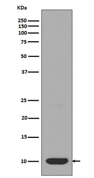 Anti-DYNLL1/Pin Rabbit Monoclonal Antibody