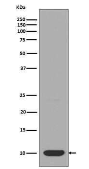 DYNLL1/Pin Rabbit Monoclonal Antibody