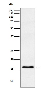 gamma Synuclein Rabbit Monoclonal Antibody