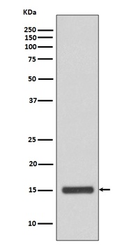 Anti-Cytochrome C CYCS Rabbit Monoclonal Antibody