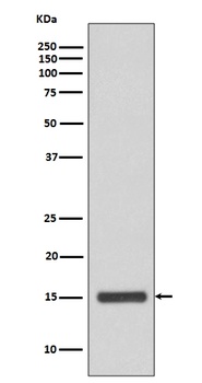 Cytochrome C CYCS Rabbit Monoclonal Antibody