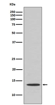 Anti-Cytochrome C CYCS Rabbit Monoclonal Antibody