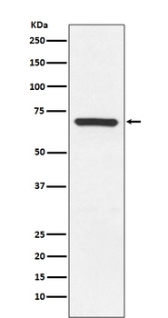 MEKK3 MAP3K3 Rabbit Monoclonal Antibody