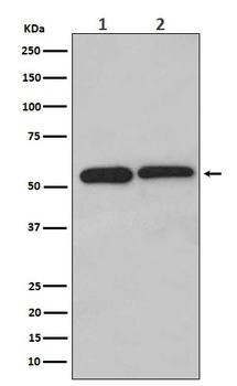 Anti-LMAN1 Monoclonal Antibody